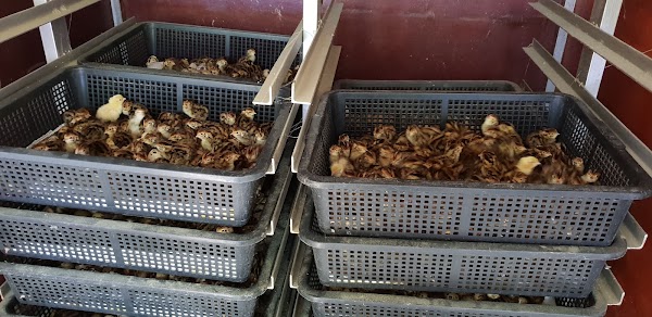 Puyuh Mempaga - Photo 1