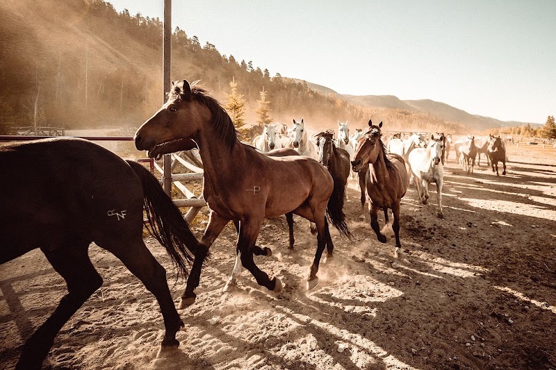 Rawah Guest Ranch - Photo 3