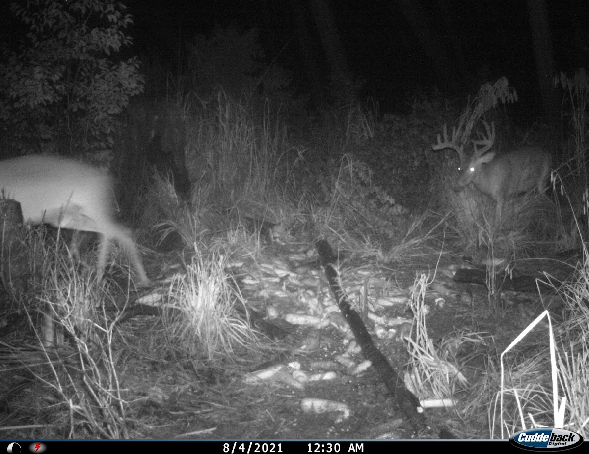 Waccamaw Hunting Services, LLC