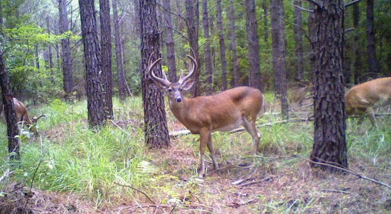 Waccamaw Hunting Services, LLC - Photo 5