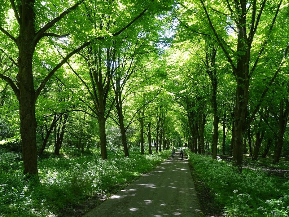 Amsterdam Forest fotoğraf 1