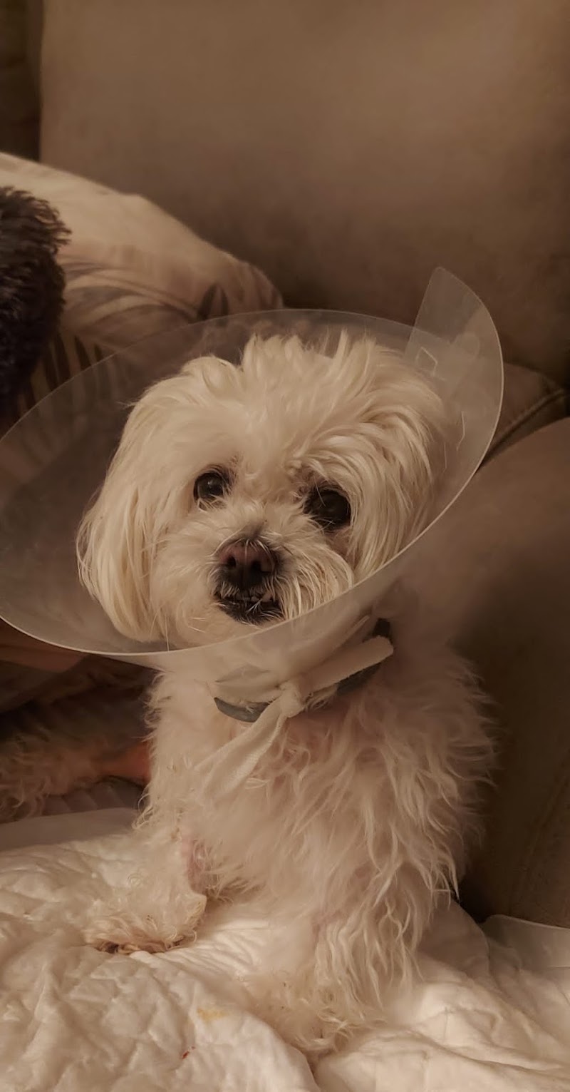 Veterinaria El Amparo Cb La Roda