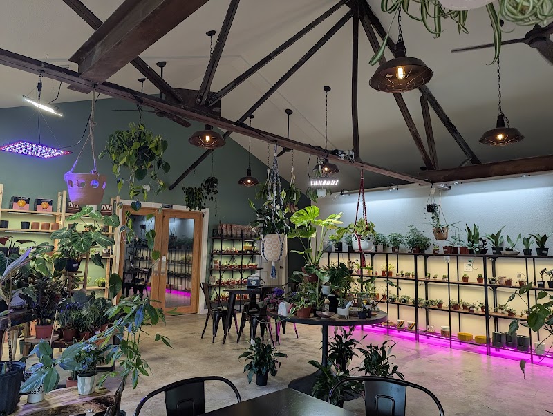 Scoops & Roots photo 4