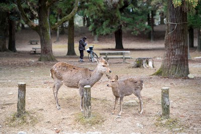 Kasuga Taisha Shrine - 5