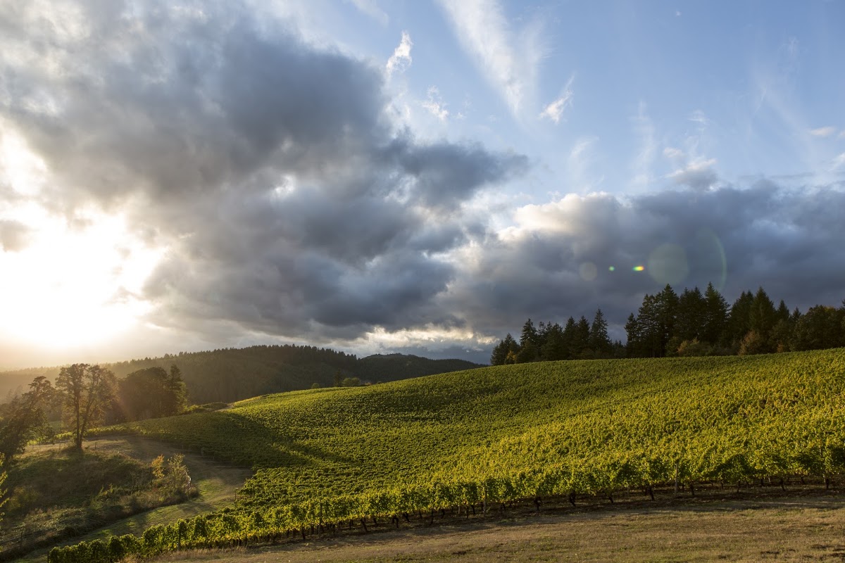 Elk Cove Vineyards
