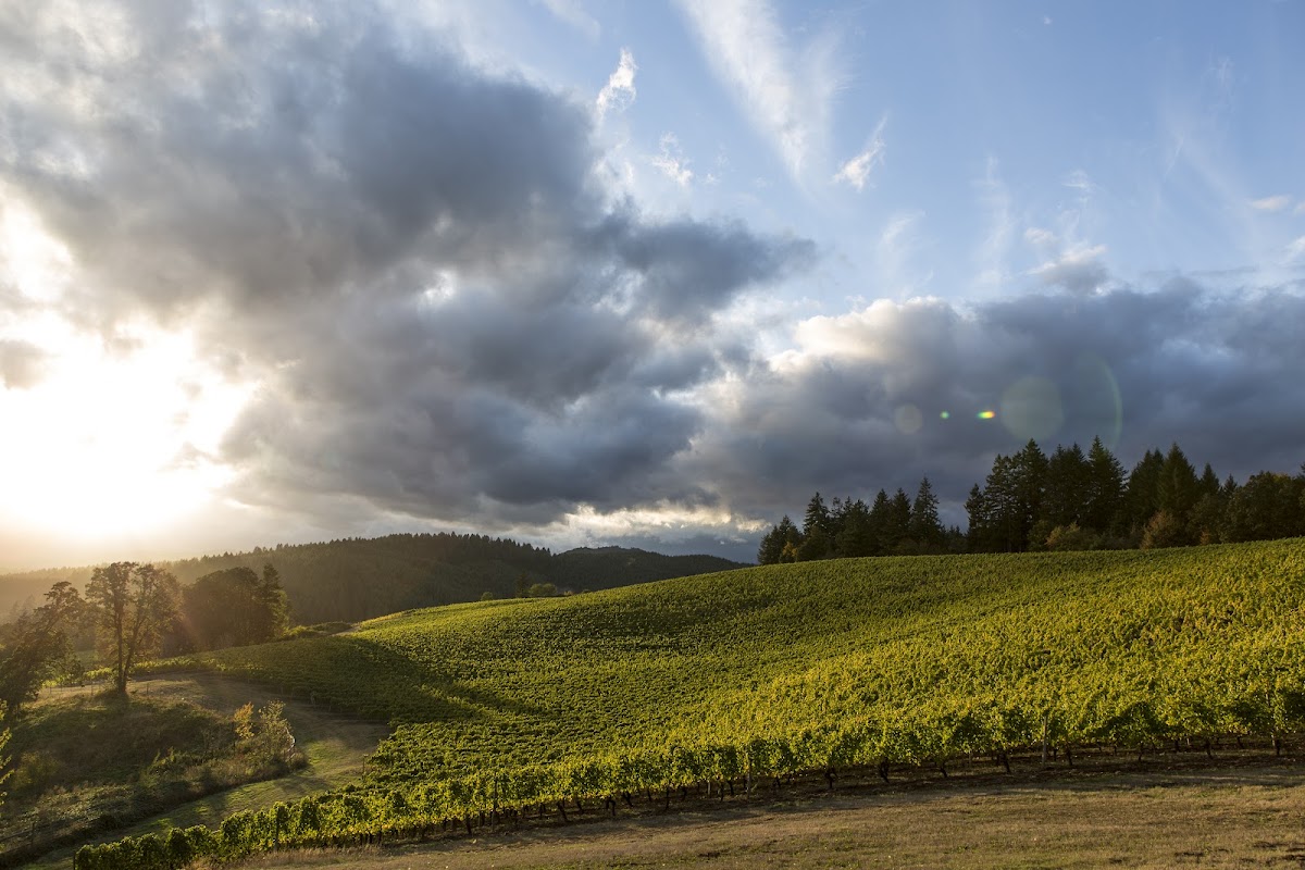 Elk Cove Vineyards