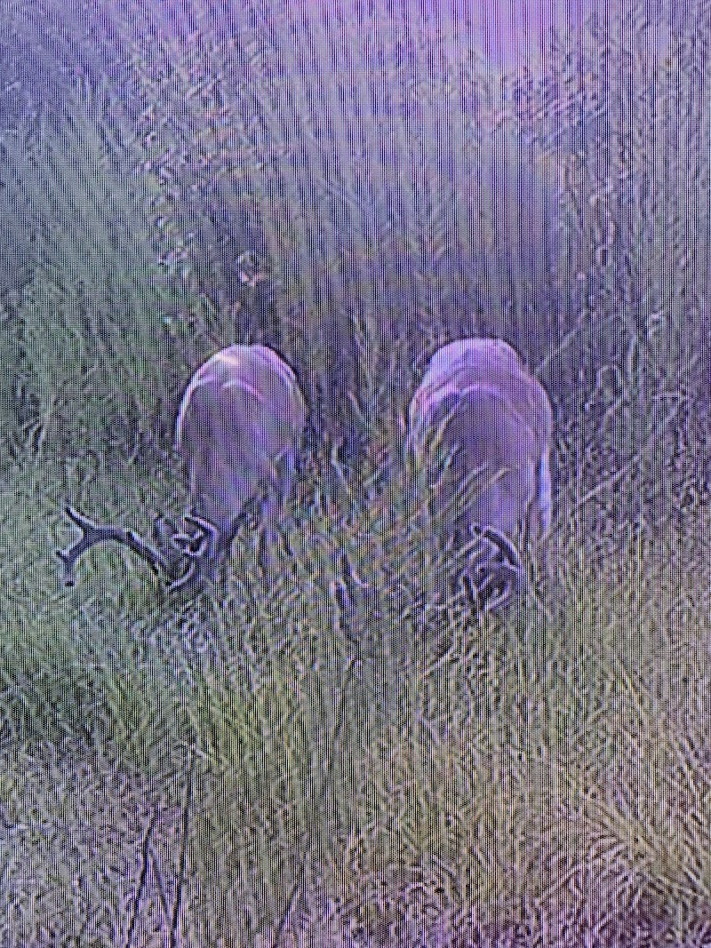 Collins Low Country Hunt Club - Photo 5