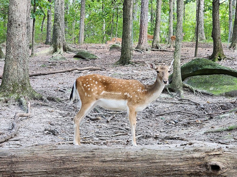 Yellow River Wildlife Sanctuary - Photo 5