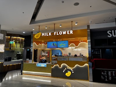 Milk Flower Blacktown