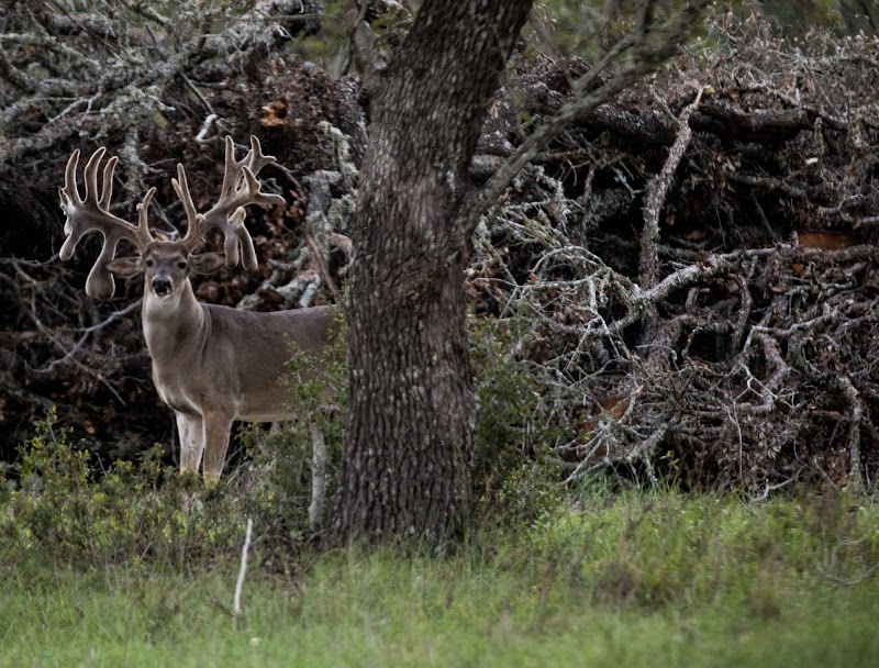 Iron Game Ranch - Photo 2