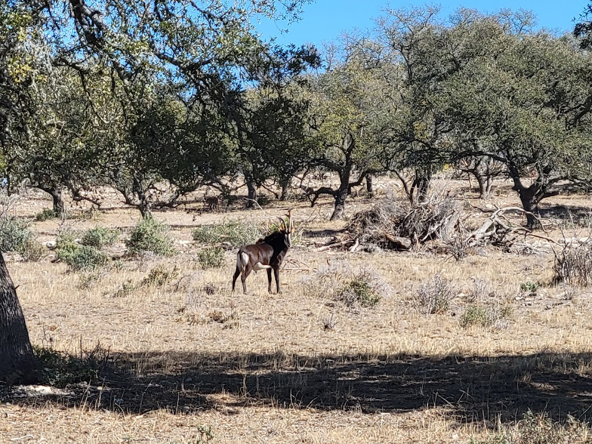 Iron Game Ranch