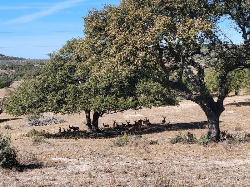 Iron Game Ranch - Photo 1