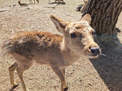 Nara Park - 2