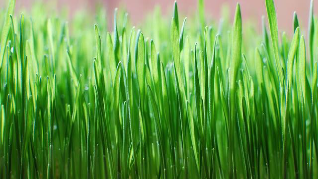 Juicy's Wellness Cafe photo 4