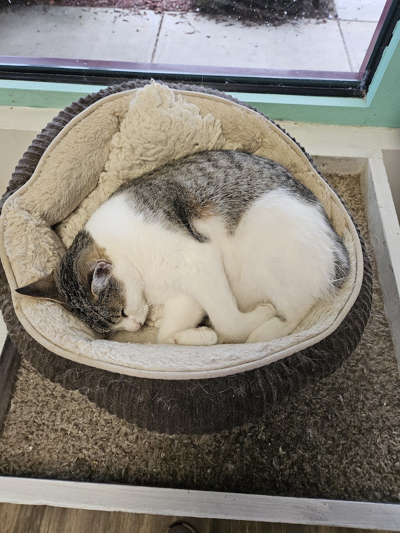 Mochas and Meows photo 2