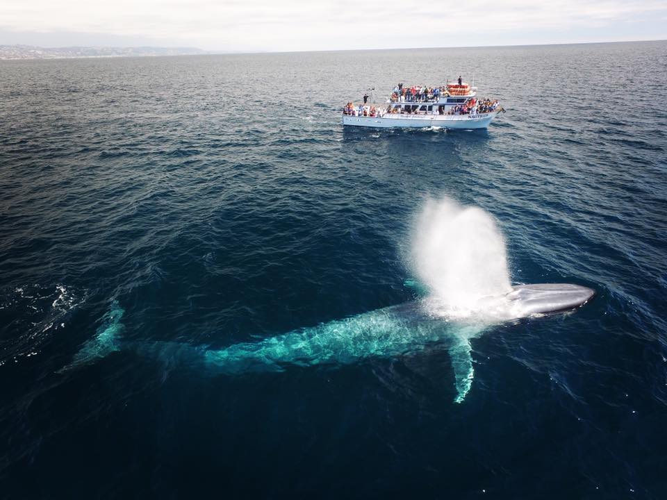 Whale Watching in La Orotava