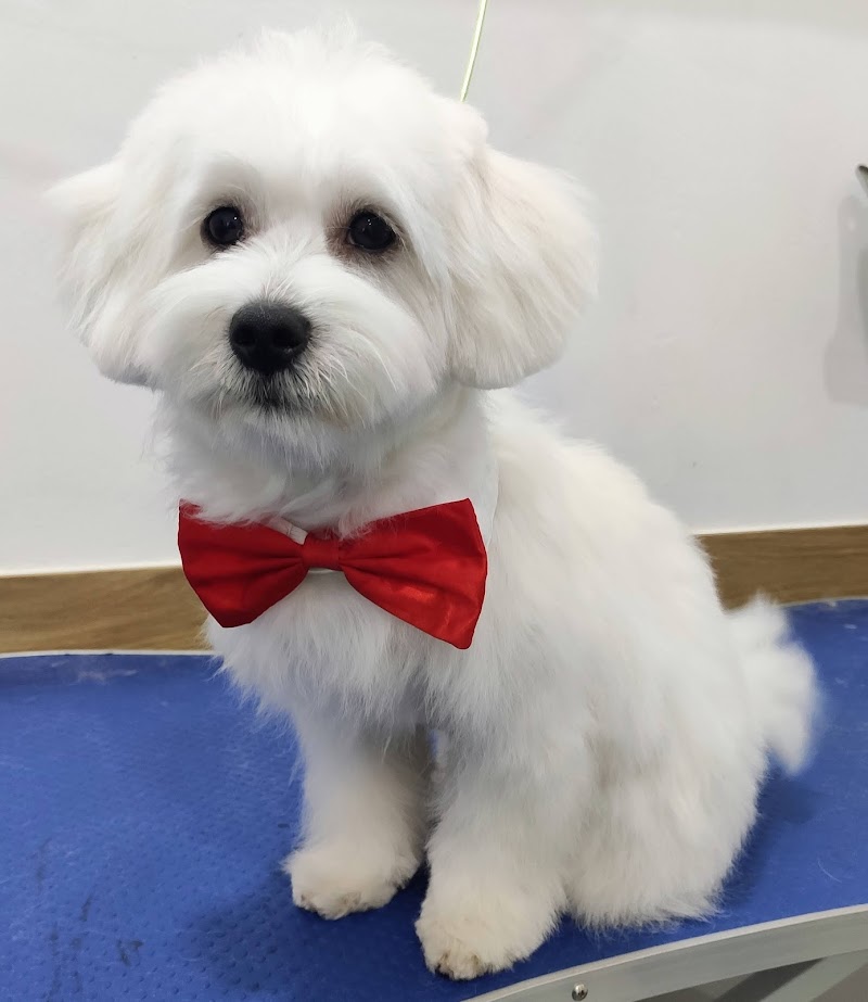 Sants Animals Clínica Veterinaria