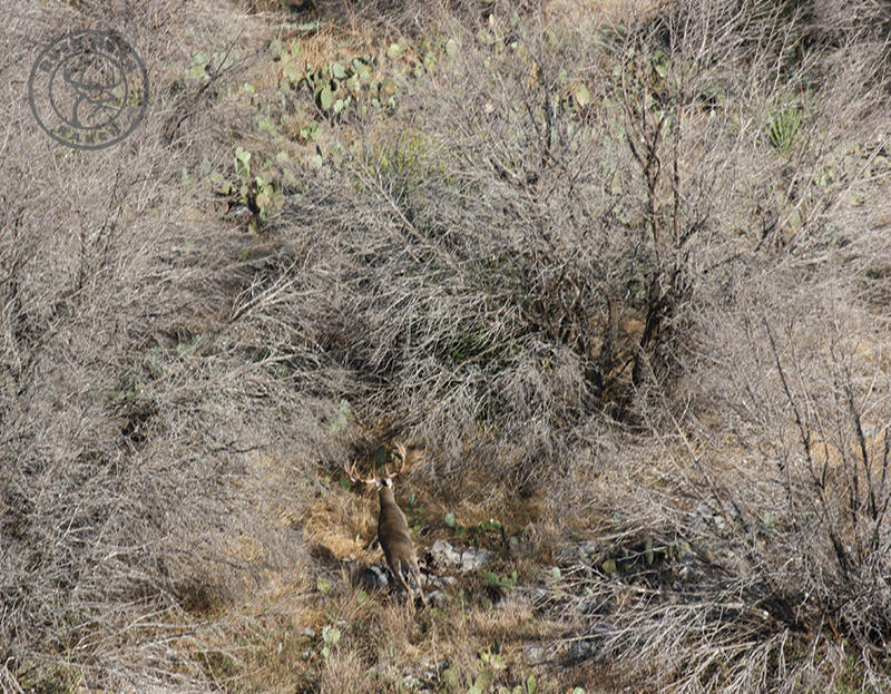 Buck Horn Ranch - Photo 2