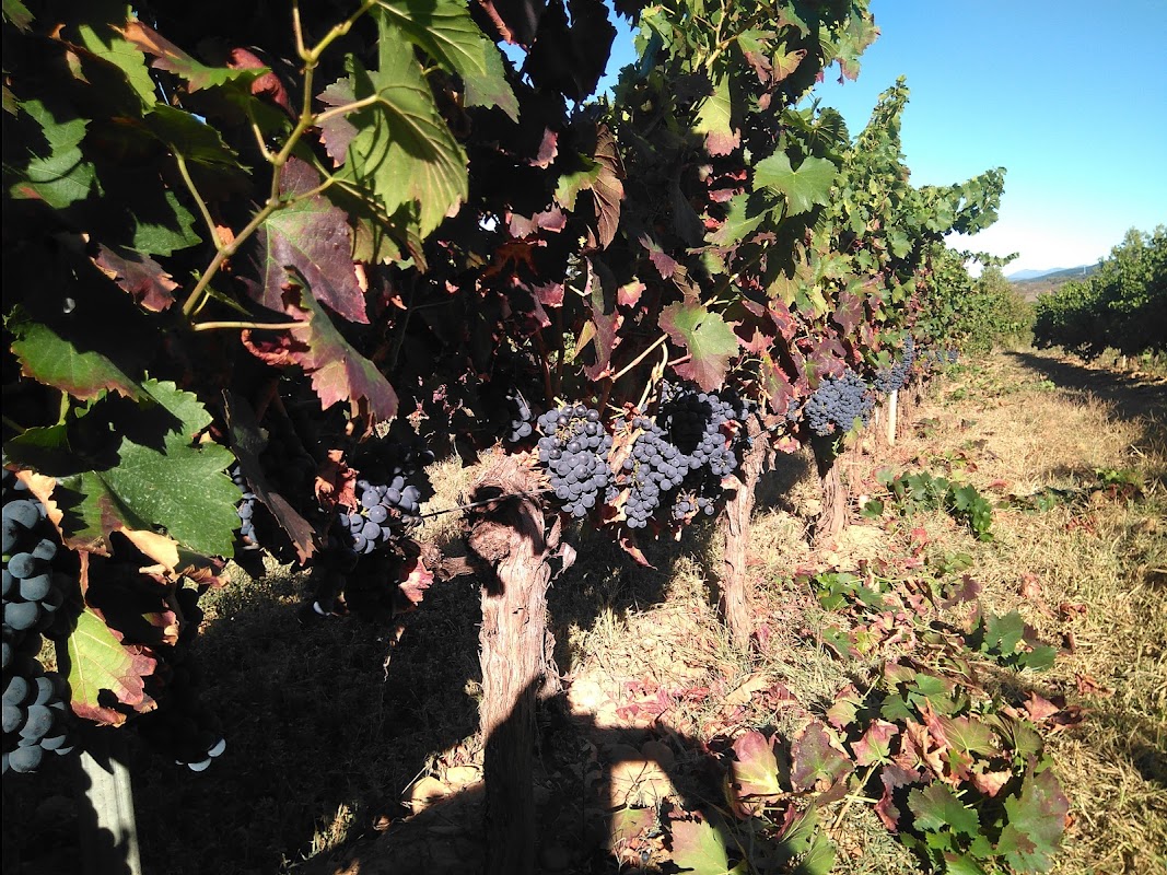 Bodega Cepas Del Bierzo