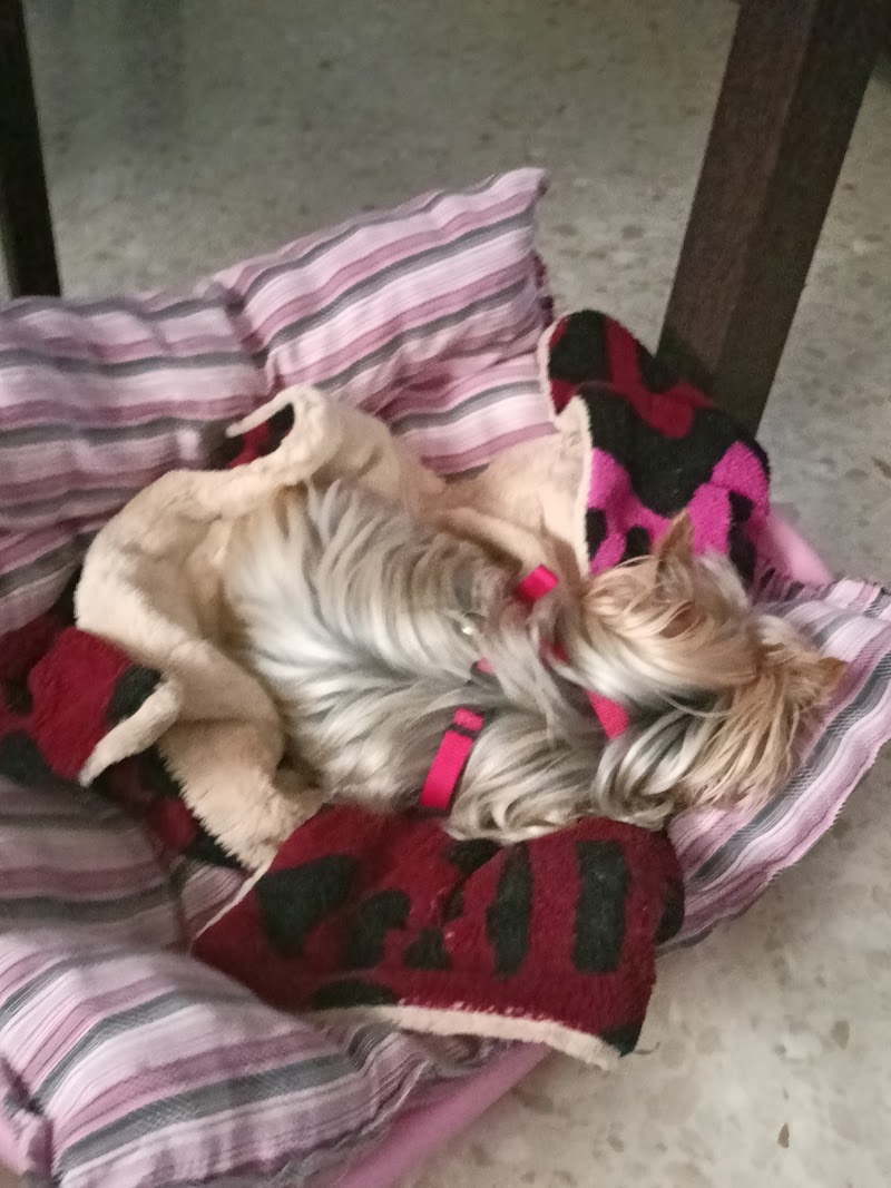 Clínica Veterinaria Nexo Ourense photo 5