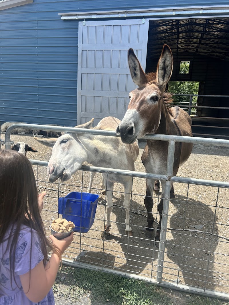 Coffee Doodle Doo photo 3