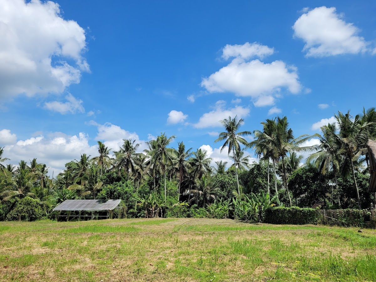 Subak Juwuk Manis Rice fields walk