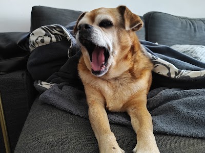 הבית של רון - פנסיון לכלבים קטנים