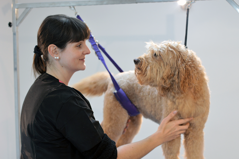 Clifton Dog Grooming in Bristol