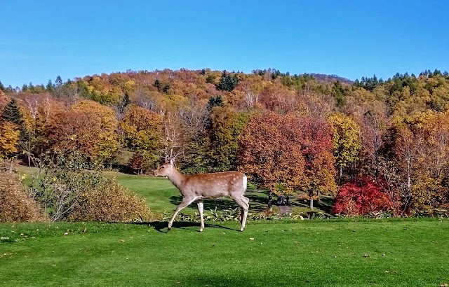 Great Asahikawa Country Club - Photo 5