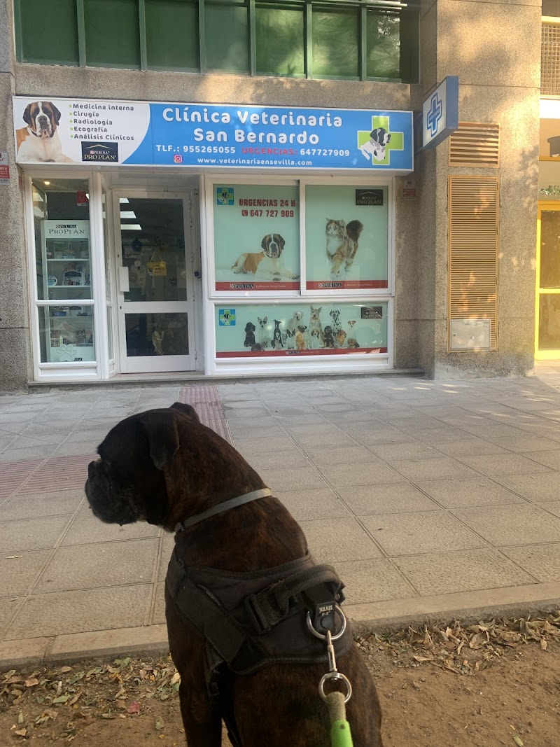 Clínica Veterinaria San Bernardo