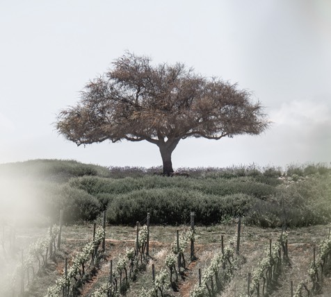 Winery Casas del Bosque