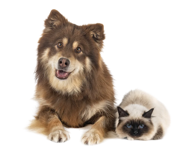 Veterinario Santurtzi | Clínica Veterinaria Santurtzi