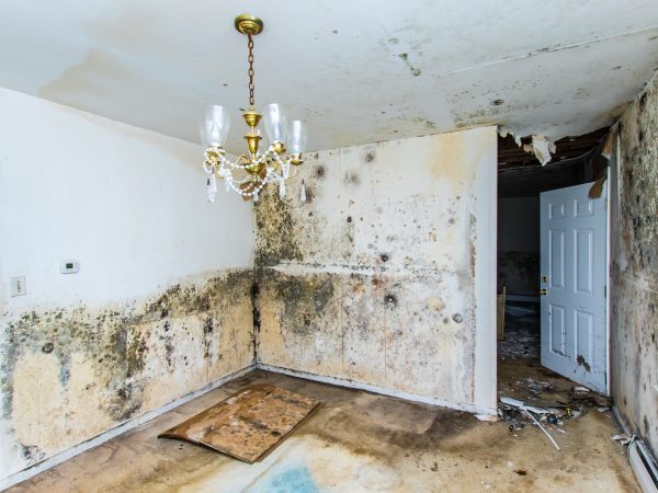 Pristine Mold & Water Damage Restoration — photo