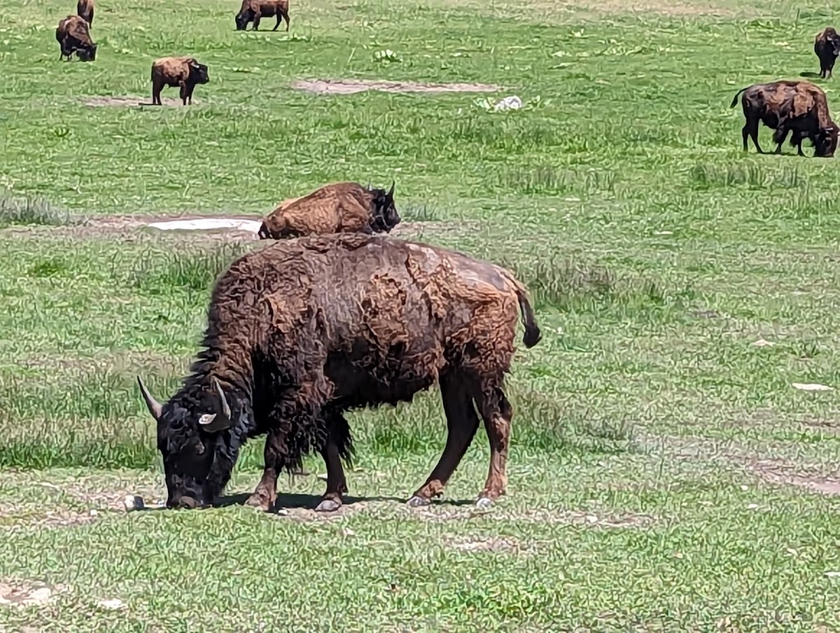 Schuerman Ranch