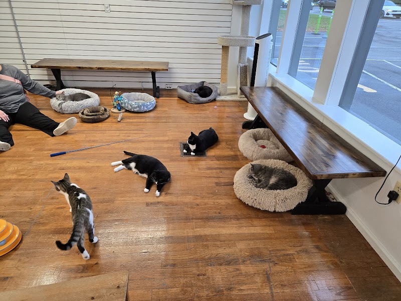 MeWow Cat Cafe photo 4