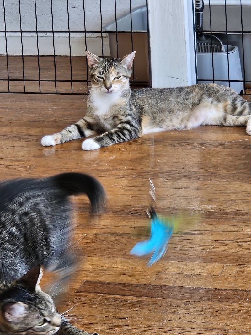 MeWow Cat Cafe photo 3