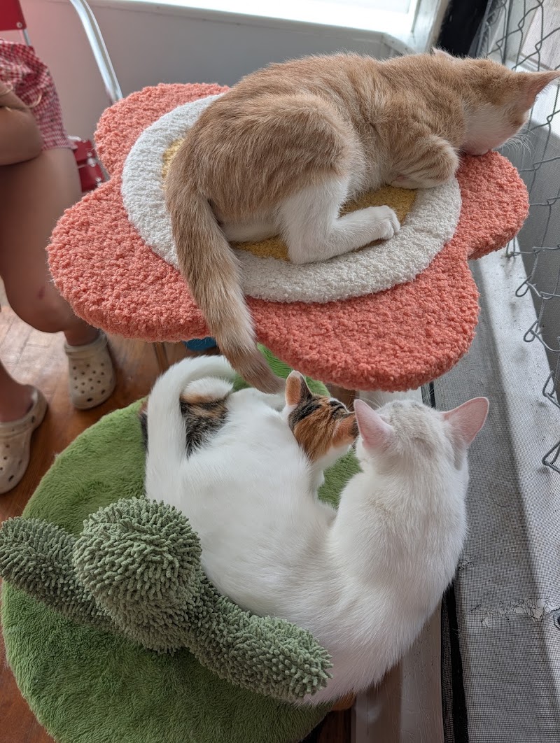 MeWow Cat Cafe photo 4