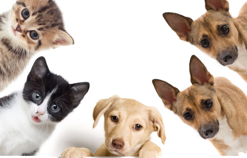 Servicio a Domicilio las 24Horas