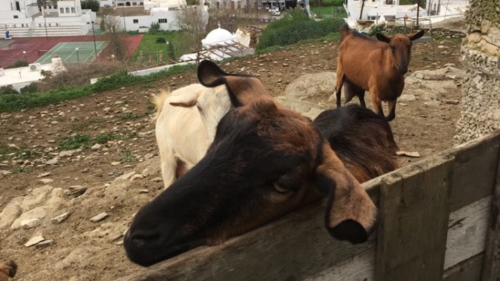 Anthi Farm in Sifnos, Greece