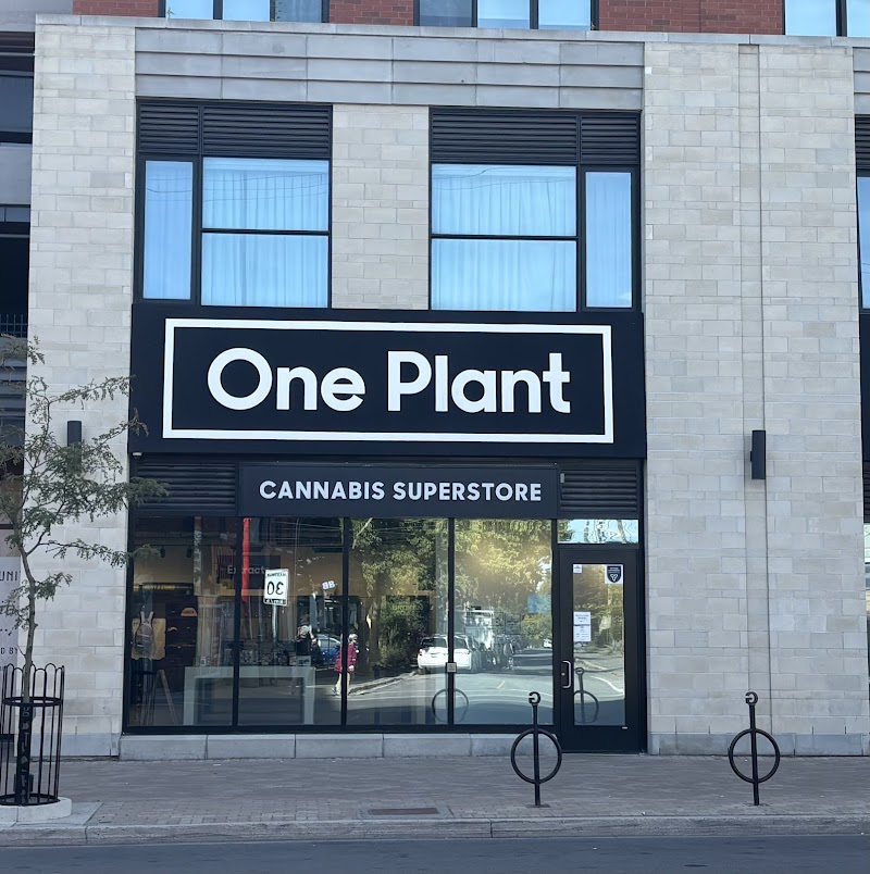 one plant