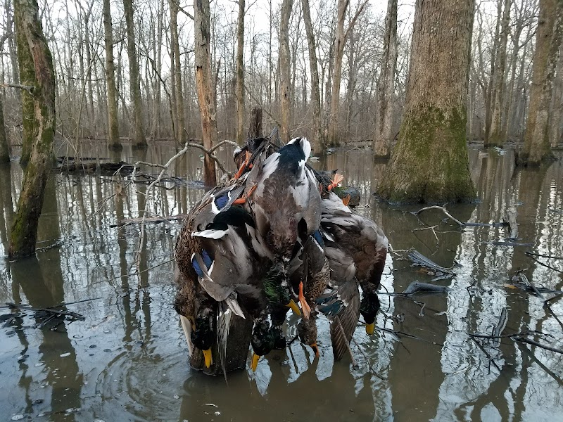 ARKANSAS DUCK LODGE - Photo 1