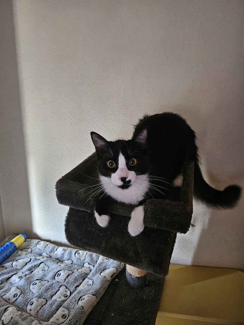 Clínica Veterinaria San Vicente