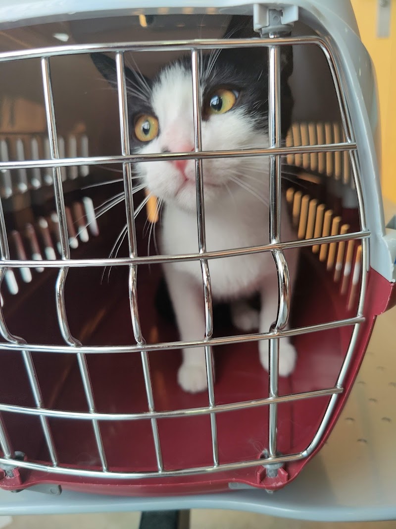 Centro Veterinario Mediterráneo