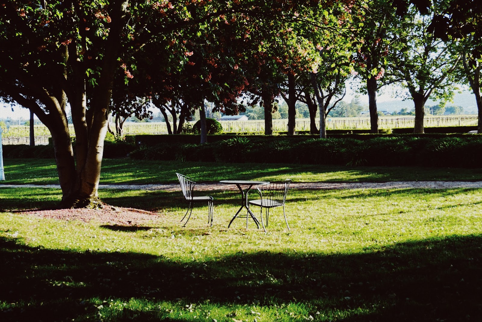 Best Dog-Friendly Hotels in Napa Valley, United States