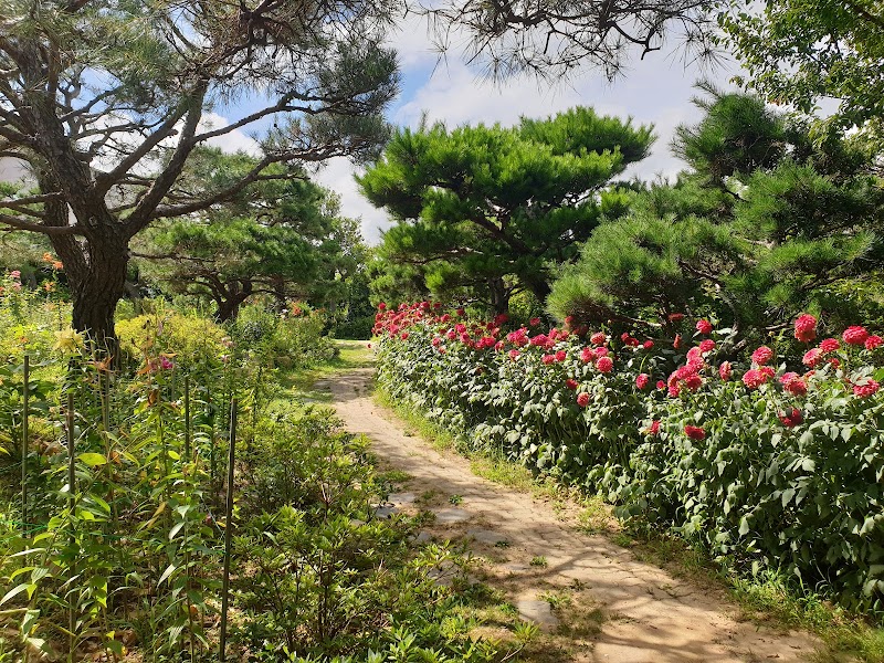 울산테마식물수목원 장미원 사진 4