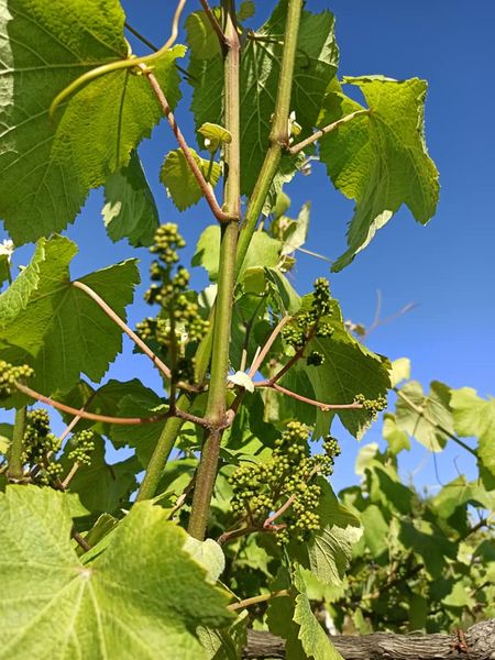 TERRAS DE COMPOSTELA C.B. photo 3