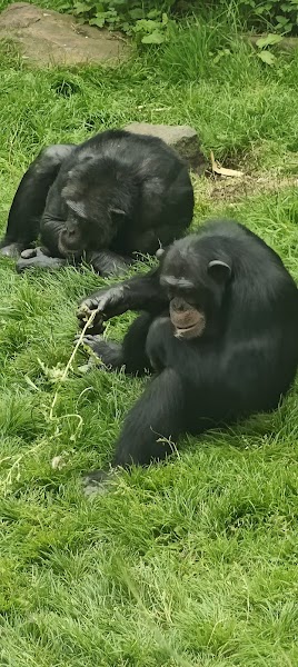 Chimpanzees Budongo Trail