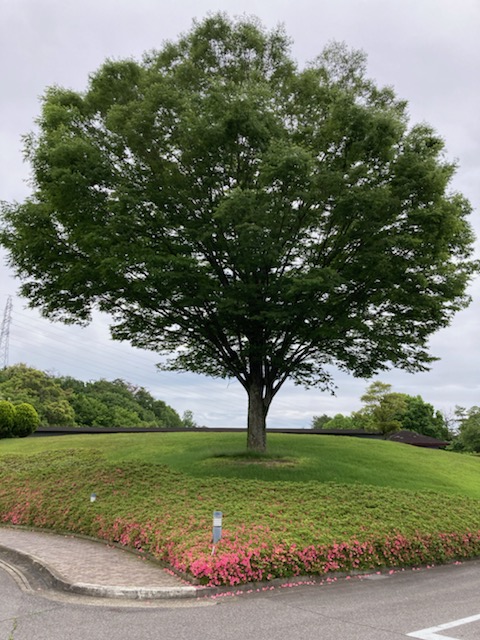 Bellflower Country Club - Photo 9