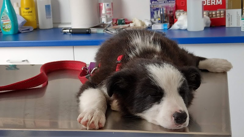 Clínica Veterinaria Vicalvet Sarón