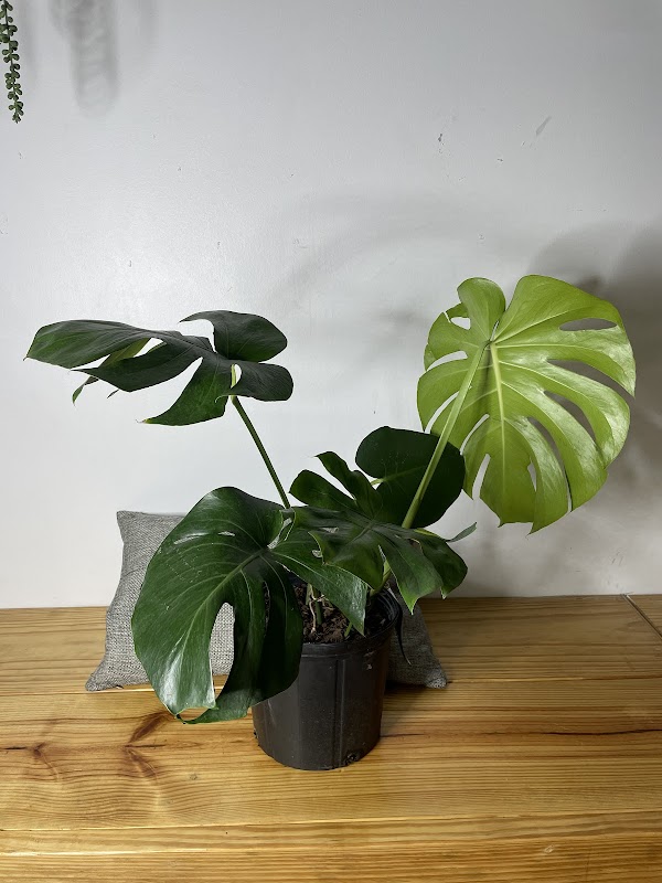 Eden Plant Co. photo 7